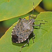 Stink Bugs