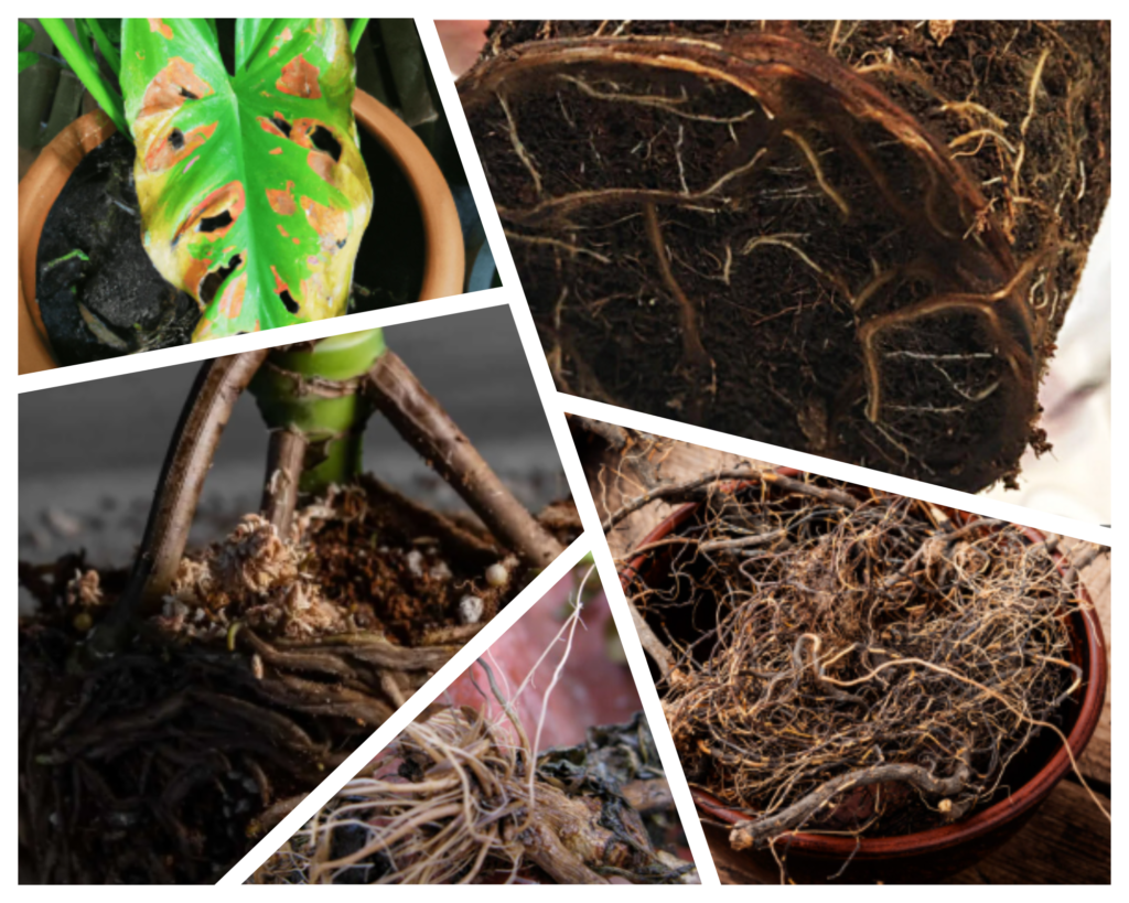 Pot Size and Root Bound Plants