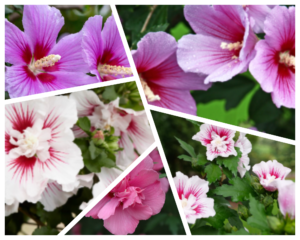 rose of sharon