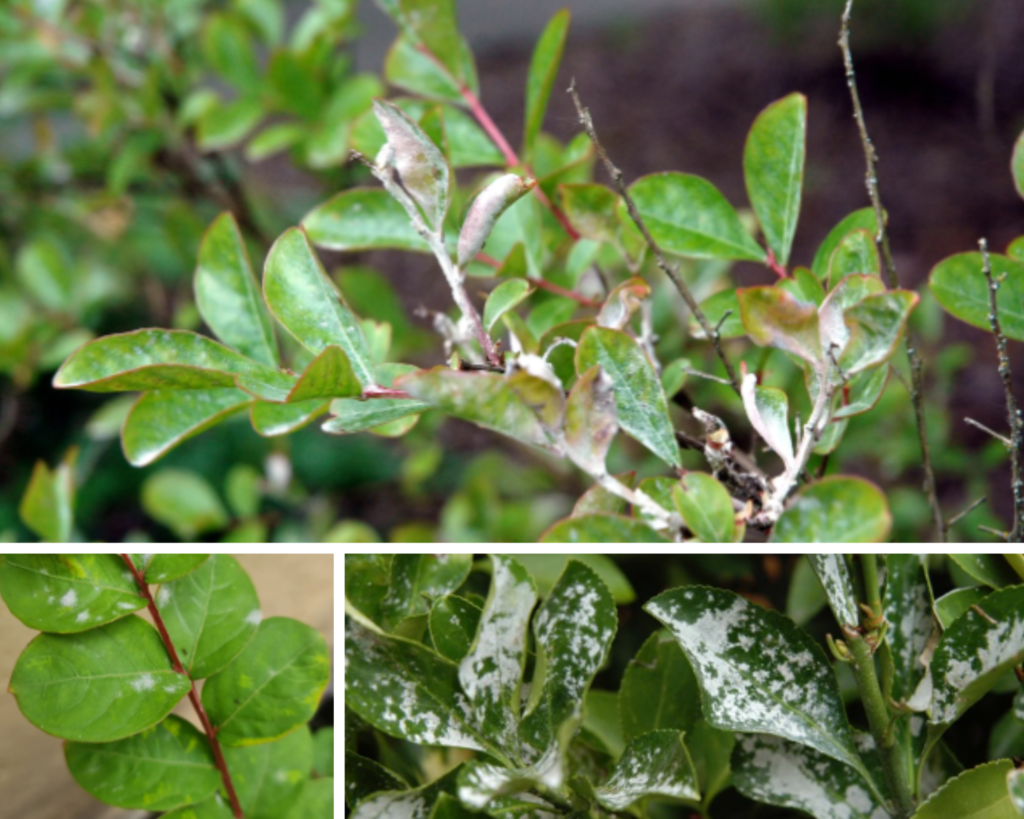 Mildew on Crepe Myrtles
