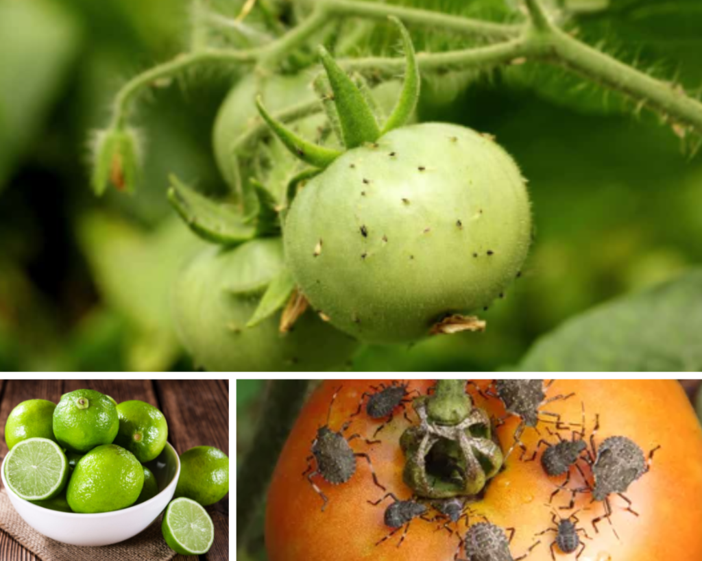 Will lime stop insects from eating my tomatoes
