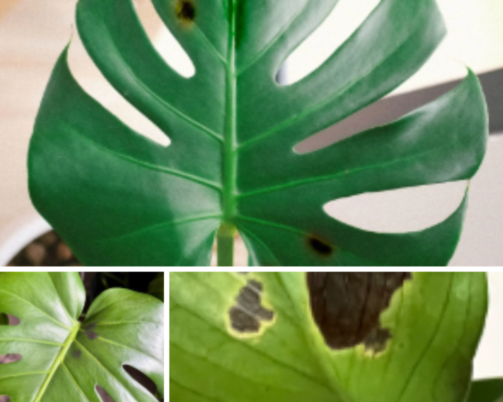Black Spots on Monstera Leaves