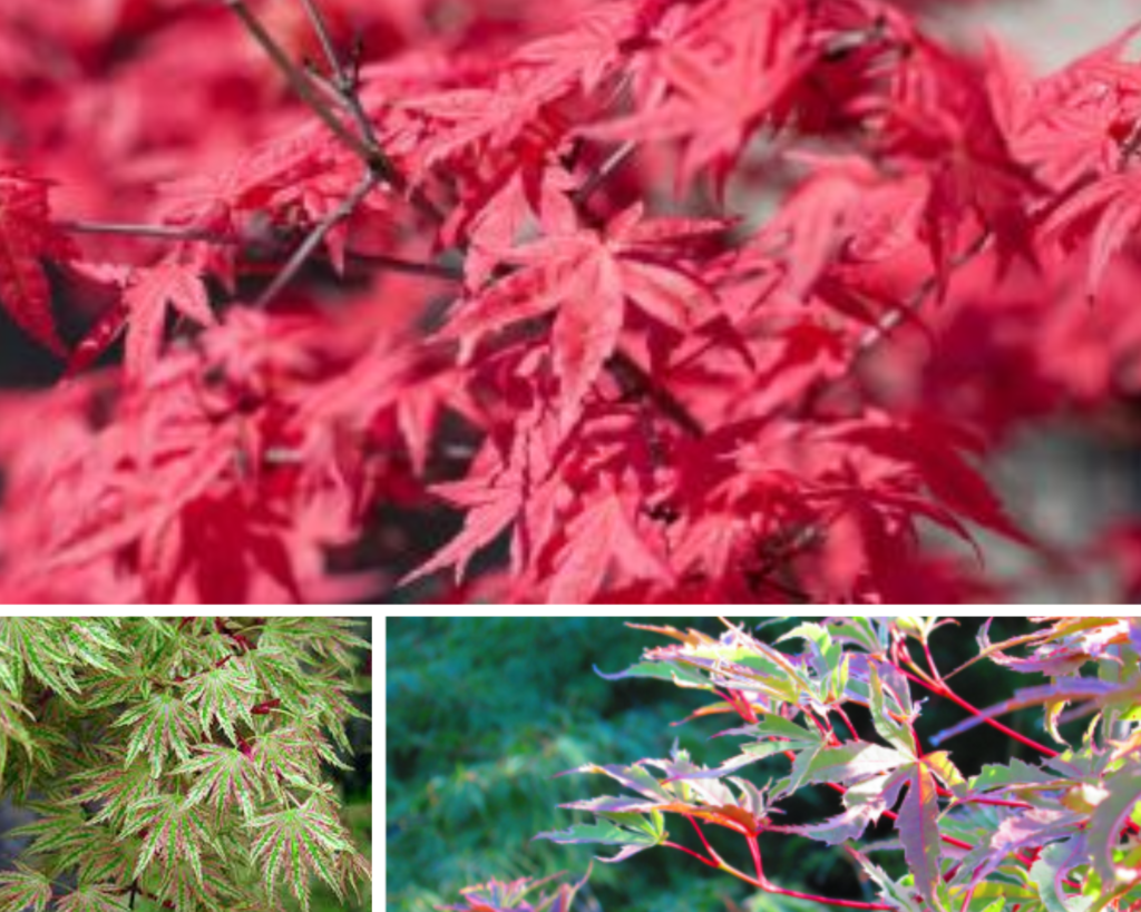Japanese Maple Butterfly (Acer Palmatum)