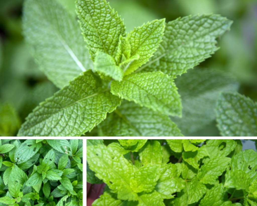 What is eating my mint leaves