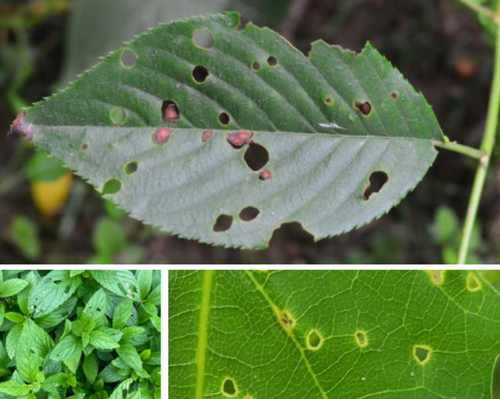 Holes in leaves of tree