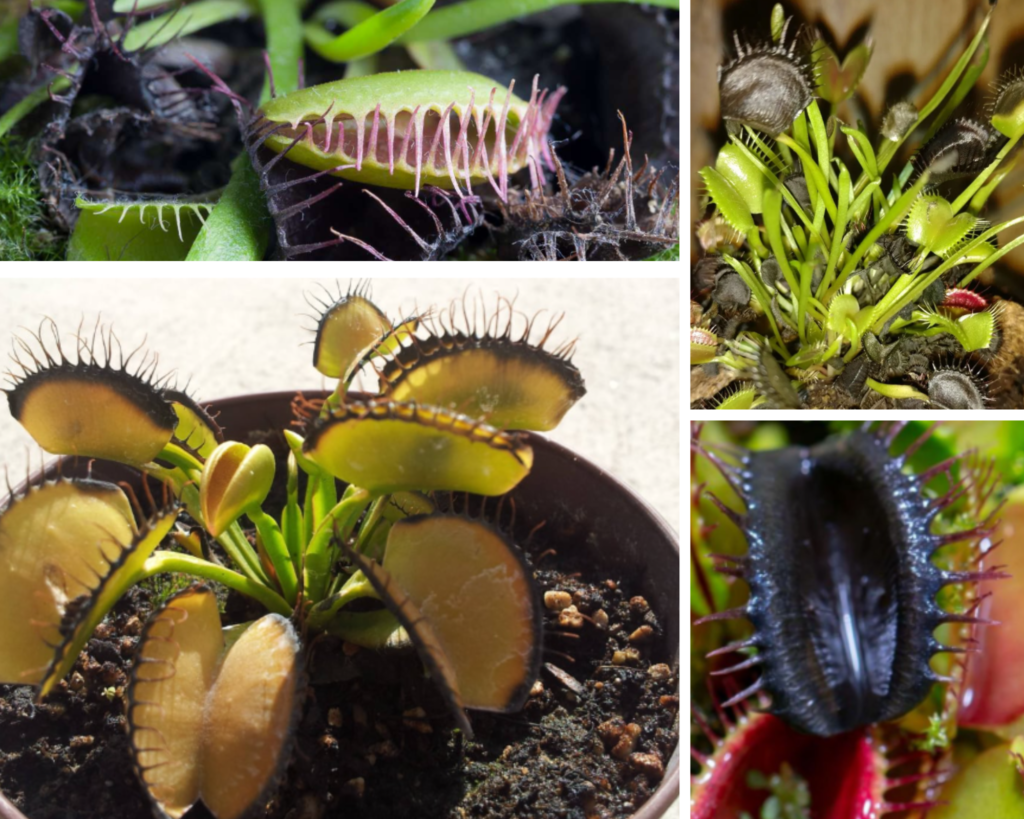 Venus Flytrap Turning Black