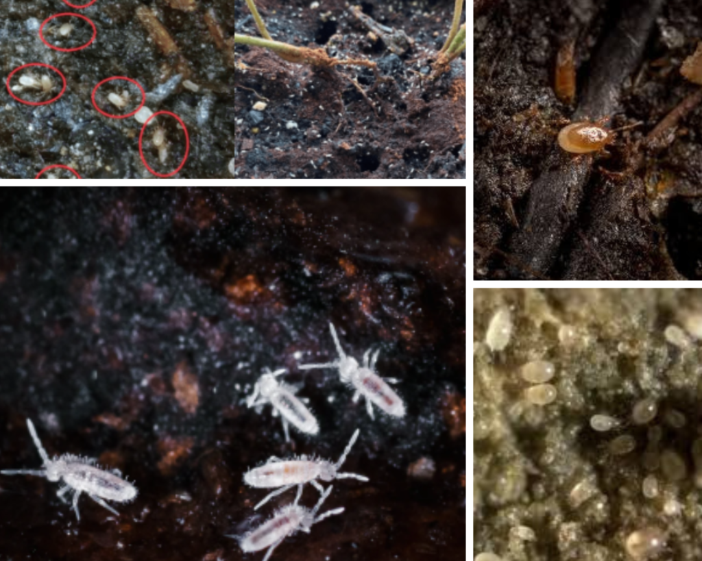 Soil Mites