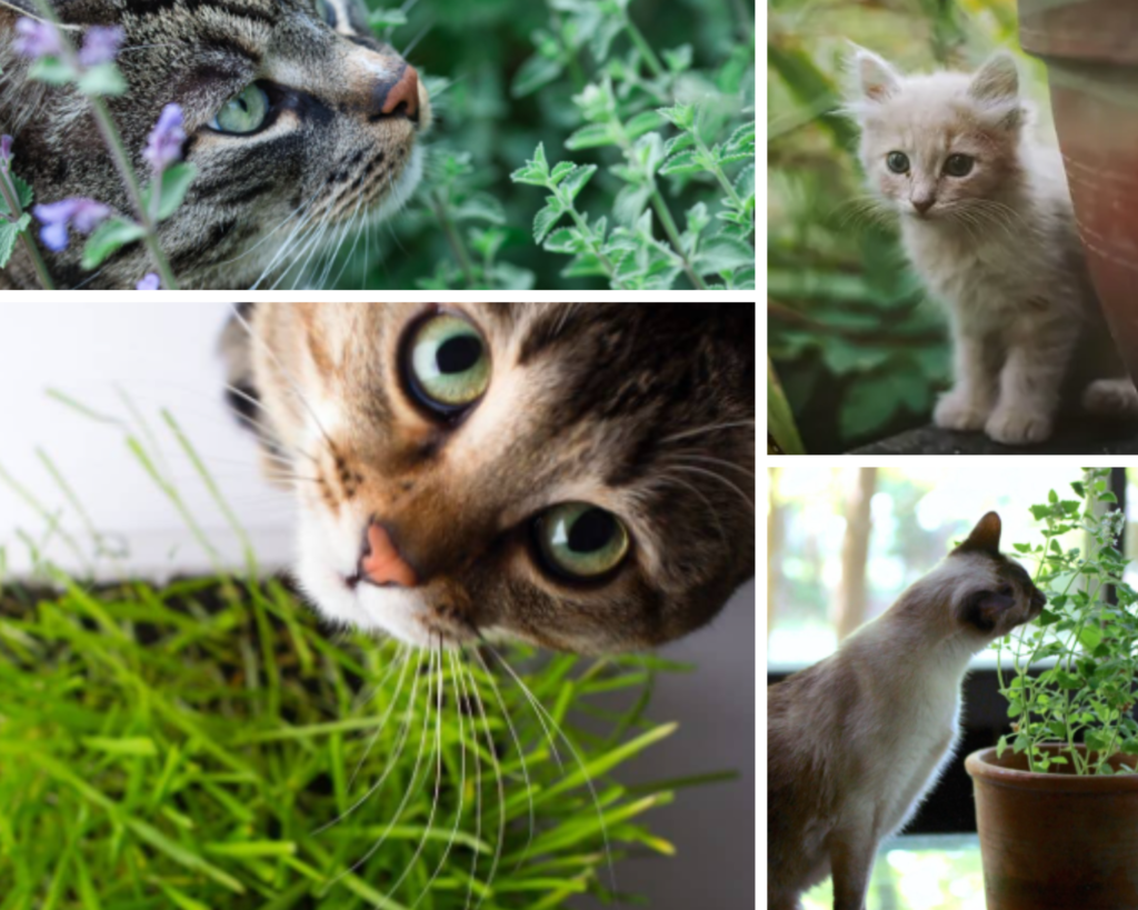 Indoor herb garden and cats