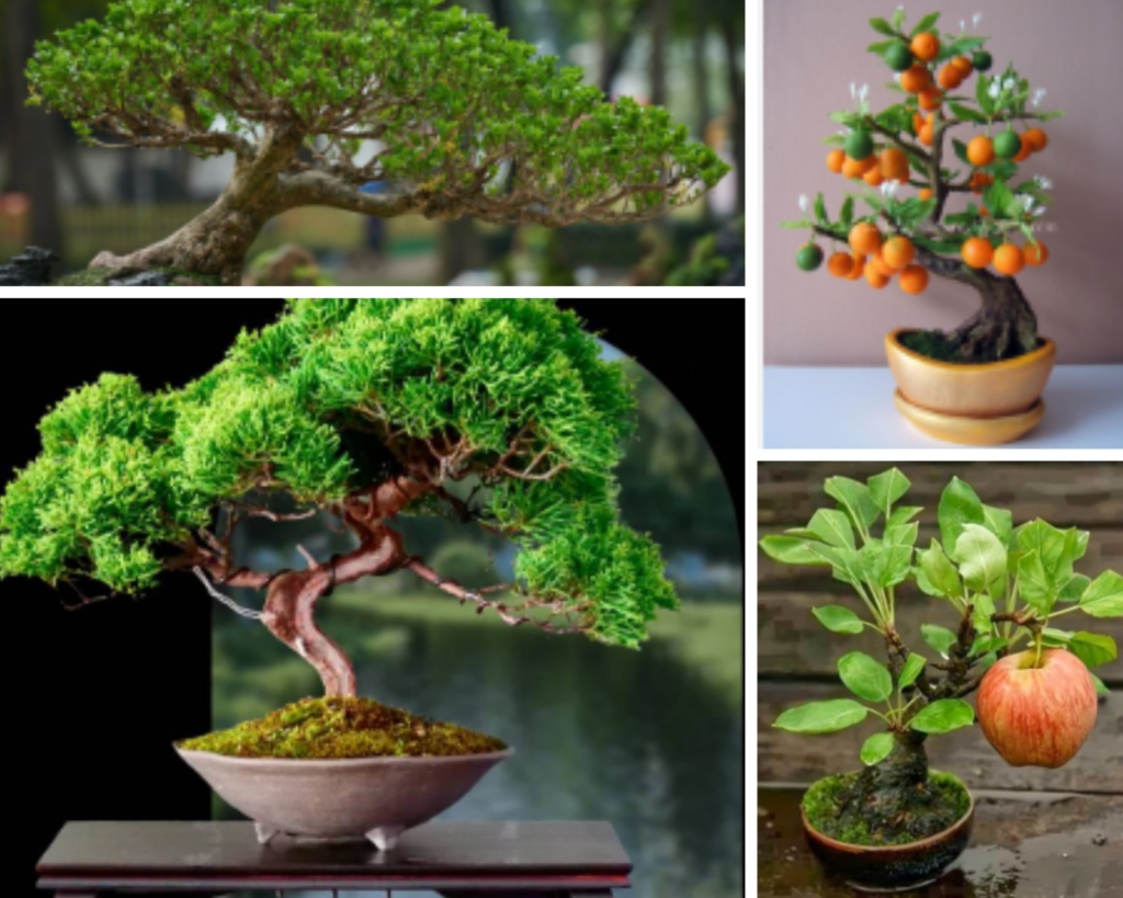 BONSAI TREE