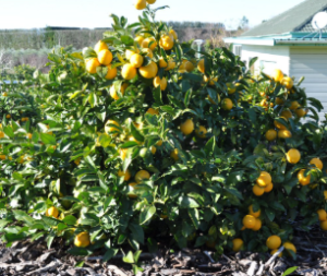 lemon bush