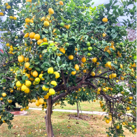 lemon tree