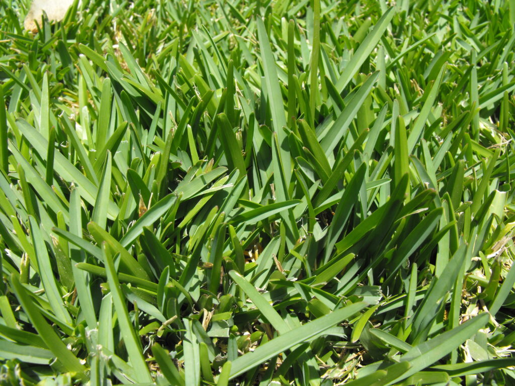 Augustine Grass