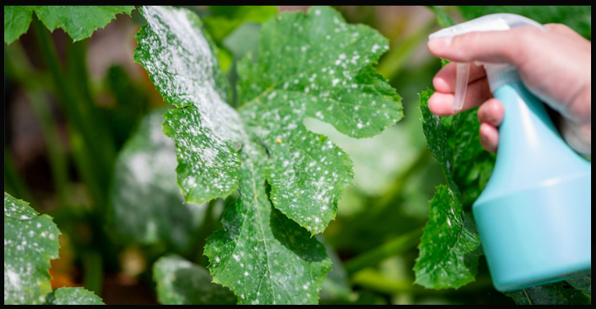 Can vinegar be used for mildew on crepe myrtles
