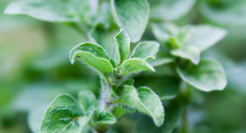 oregano plant
