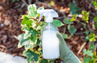 Using Yeast in Gardening