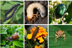 Pests and Diseases