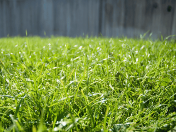 Bermuda Grass