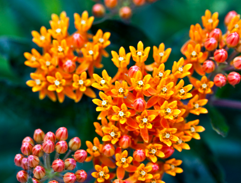 Milkweed