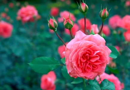 Roses