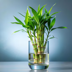 Lucky Bamboo