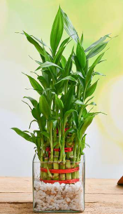 Lucky bamboo