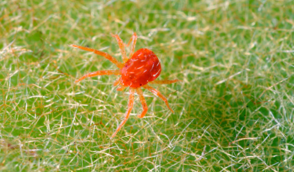 spider mites