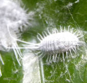 mealybugs