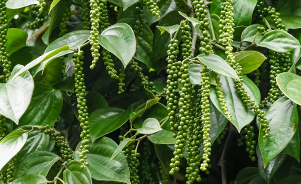 peppercorn plant