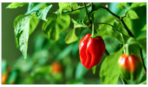 Habanero Peppers
