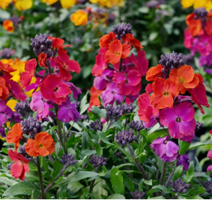 Wallflower