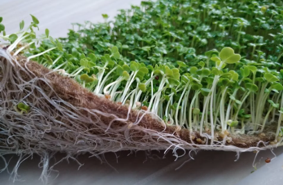 How to grow microgreens on mat