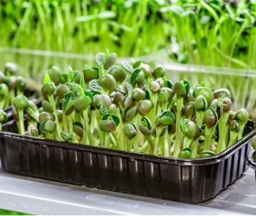 Microgreens