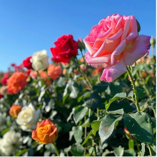 Rose Bushes
