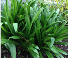 leaves of the naked lady