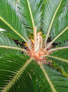 Sago Palms Grow New Leaves