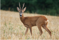 deer