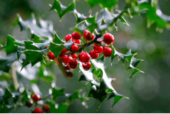 Holly Berries