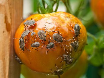 Stink Bugs on Tomatoes