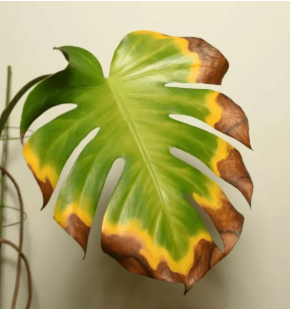 Why Are My Monstera Leaves Turning Brown