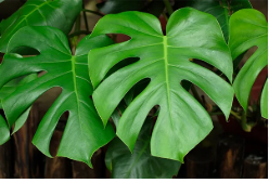 Monstera