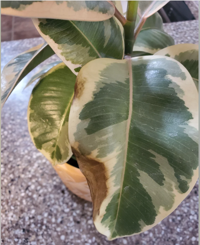 Brown spots on rubber plant leaves