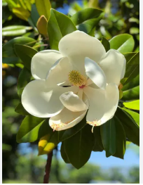 Magnolia