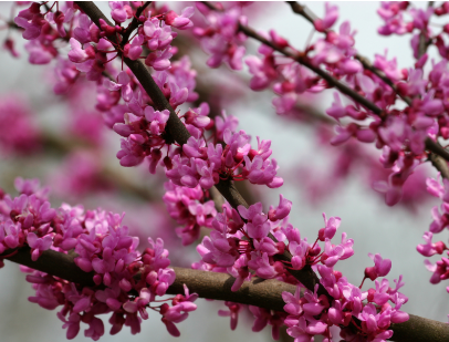 Eastern Redbud Trees