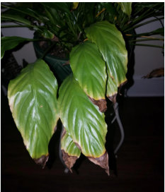 Peace lily leaves turning black