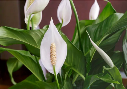 Peace Lilies