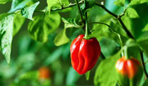 How long do habaneros take to ripen