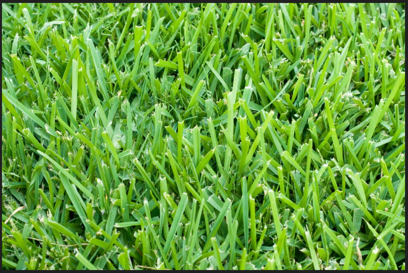 St. Augustine grass