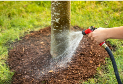 Watering the Tree