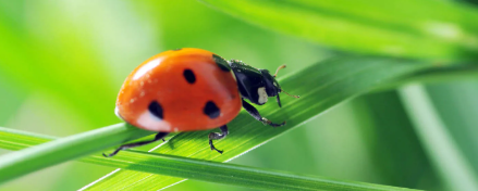 Ladybugs
