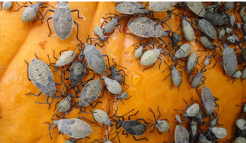 Squash Bugs